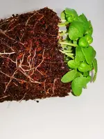 IMG_20191105_144043.webp IMG_20191105_144043.webp