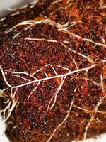 IMG_20191105_144021.webp IMG_20191105_144021.webp