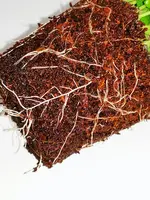 IMG_20191105_144006.webp IMG_20191105_144006.webp