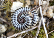 wurm.webp