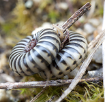 wurm2.webp