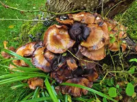 DSCF3244 (2).webp