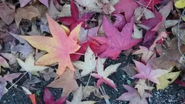 1542558107594.webp