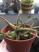 8D538CDE-BDAC-41F8-A713-EB14934BED91.webp 8D538CDE-BDAC-41F8-A713-EB14934BED91.webp