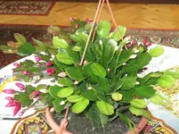 IMG_0123.webp