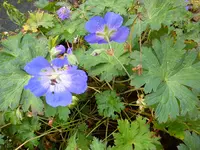 DSC05686.webp
