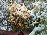 DSCF3259 (2).webp