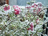 DSCF3260 (2).webp