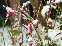 DSCF3267 (2).webp