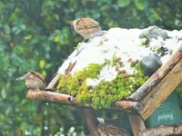 DSCF3274 (2).webp