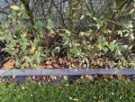 4C083DAF-AE55-4762-9932-AEA9007D1C28.jpeg