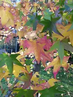 20191109_153953.webp