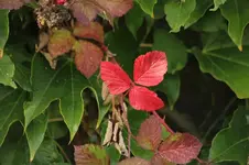 Brombeere.jpg
