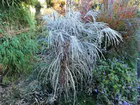DSCF3287 (2).JPG