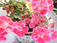 DSCI1041 (1).webp