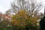 Nov.3319.JPG