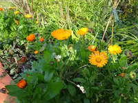 DSC00745.webp