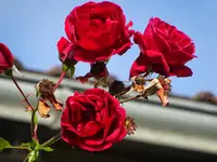DSC00742.webp