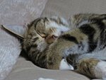 IMG_7921 v (2).JPG