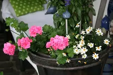 Einjährige 1118.webp