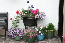 Einjährige0415.webp