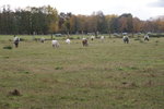 DSC08471.JPG