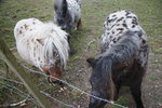 DSC08477.JPG