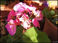 c028.webp
