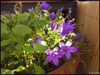 c029.webp