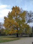 P1140777Ginko.JPG