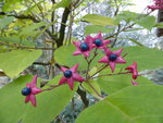 P1140783Losbaum.JPG