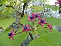 P1140783Losbaum.webp