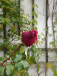 P1140784Coral Dawn.JPG