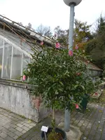 P1140788Sasanqua-Kamelie.webp
