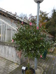 P1140788Sasanqua-Kamelie.JPG