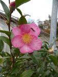 P1140789Sasanqua-Kamelie.JPG