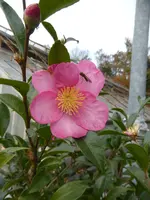 P1140789Sasanqua-Kamelie.webp