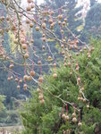 P1140791Taschentuchbaum Früchte.JPG