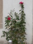 P1140793Rosarium Uetersen.JPG