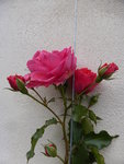 P1140794Rosarium Uetersen.JPG