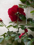 P1140796Sympathie.JPG