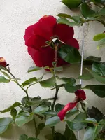 P1140796Sympathie.webp