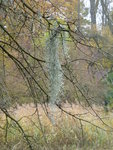P1140805Tilantsie am Tupelobaum.JPG