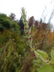 P1140812Ananassalbei Knospe.JPG