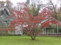 P1140814Jap. Blumenhartriegel.webp