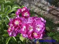 Rose P. blue.webp
