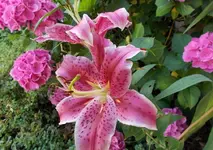 lilie2.webp