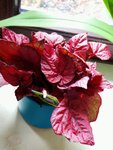 IMG_20191029_095217.jpg