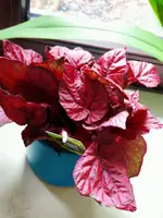 IMG_20191029_095217.webp