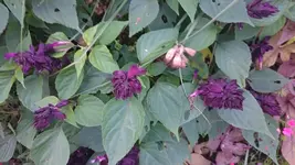 DSC_1075 (3).webp